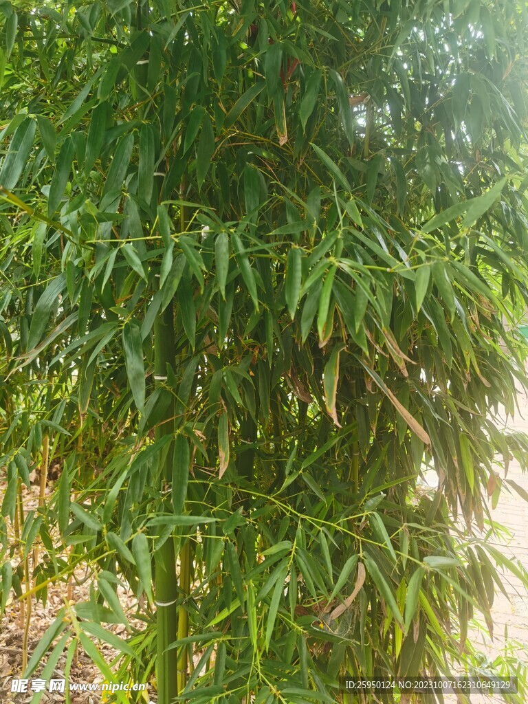 长萼石竹
