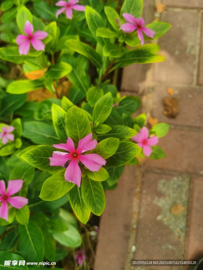 长春花