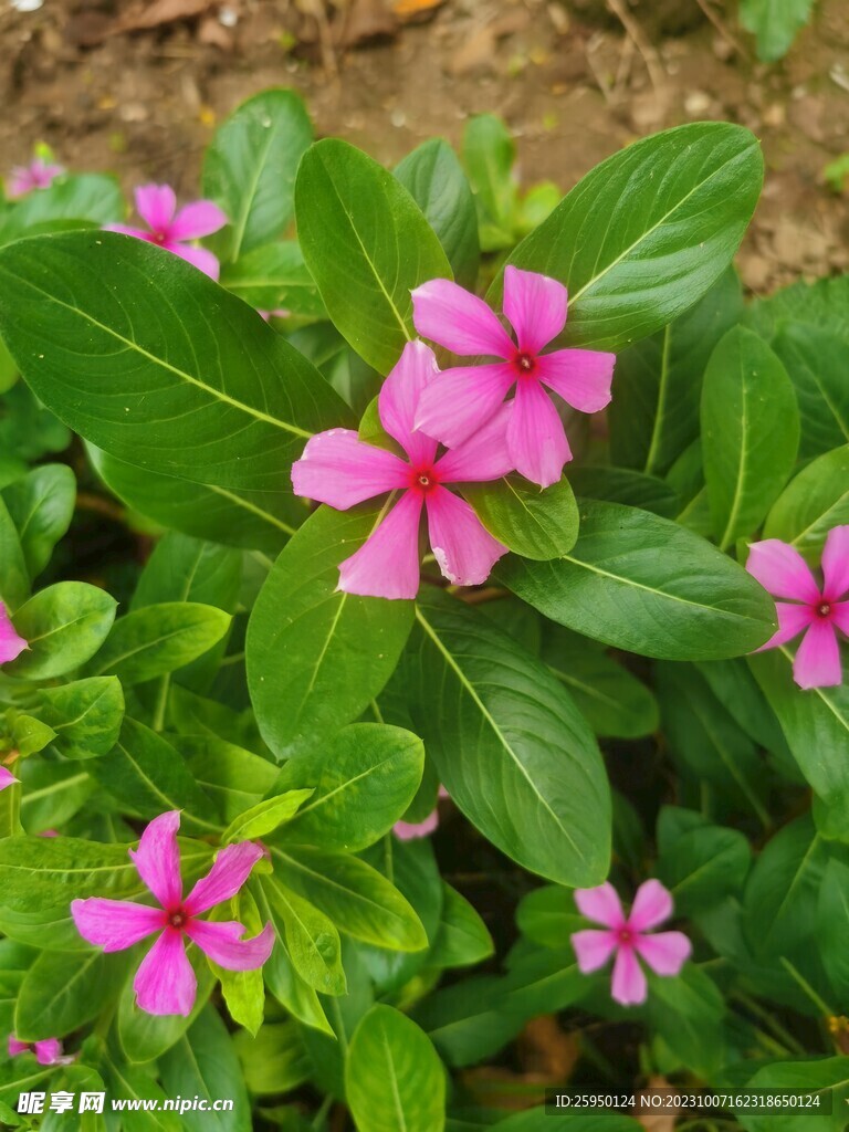 长春花