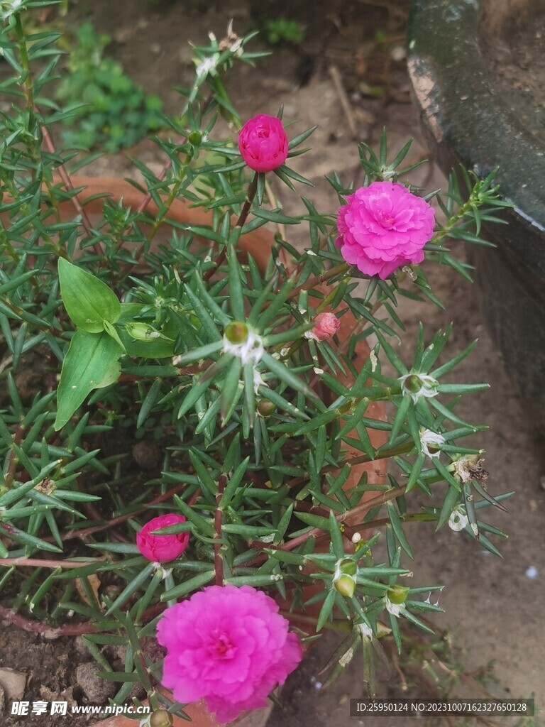 大花马齿苋