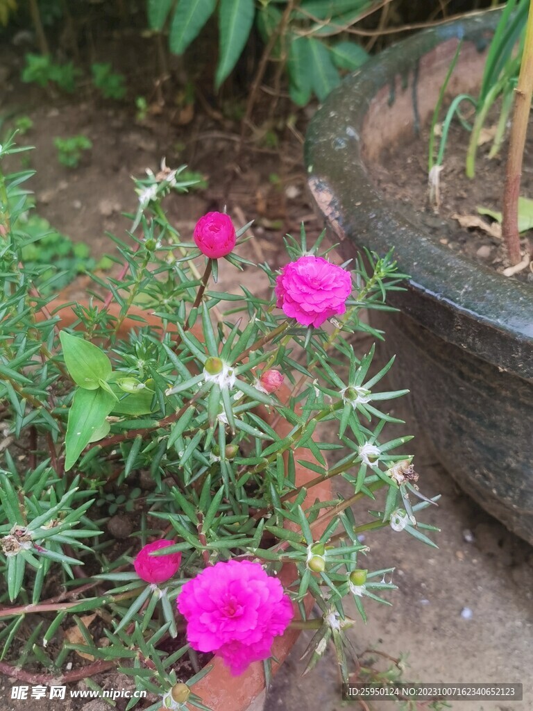 大花马齿苋