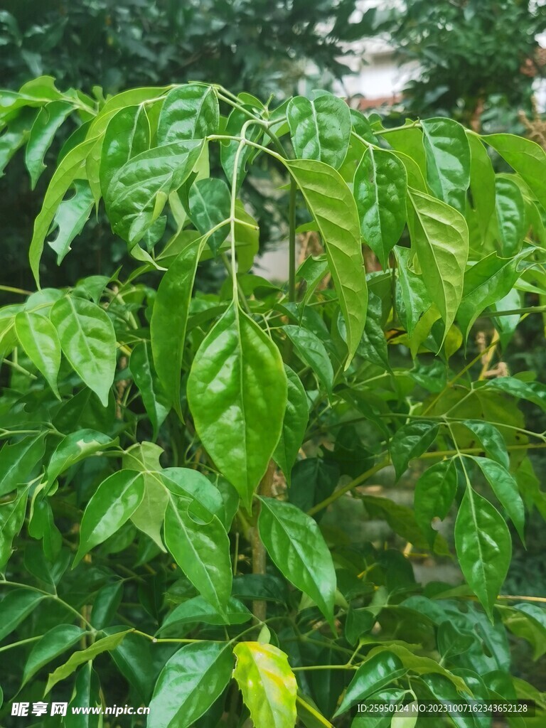 幸福树