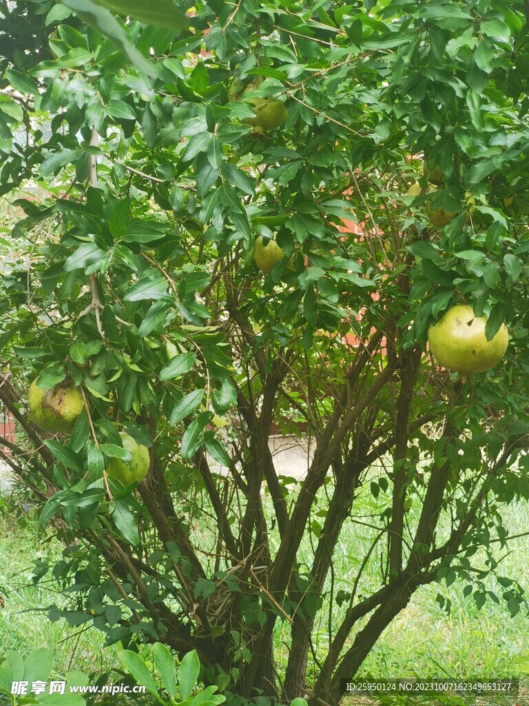 石榴