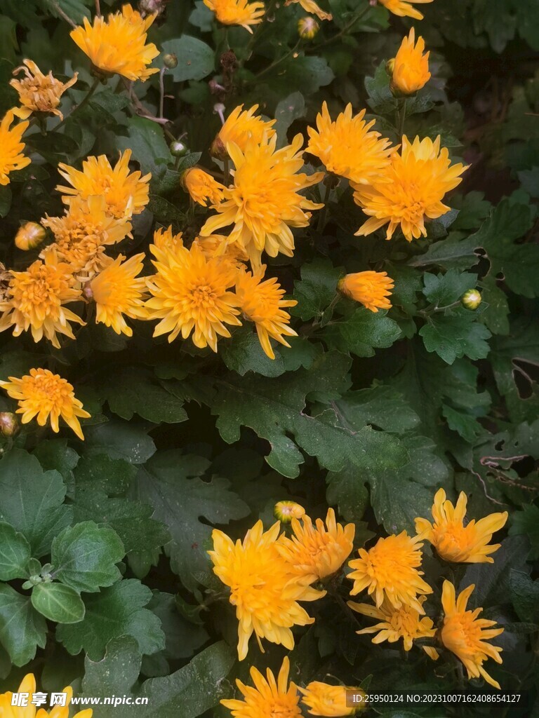 菊花