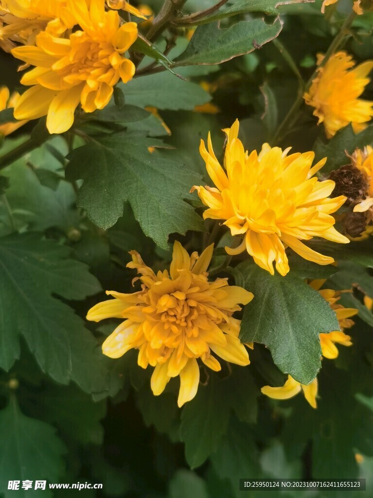 菊花