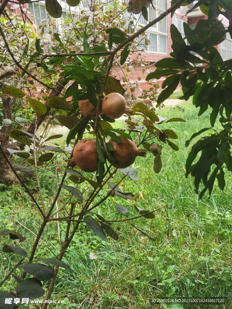  石榴