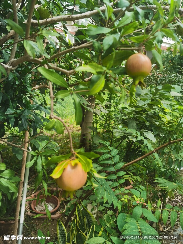  石榴