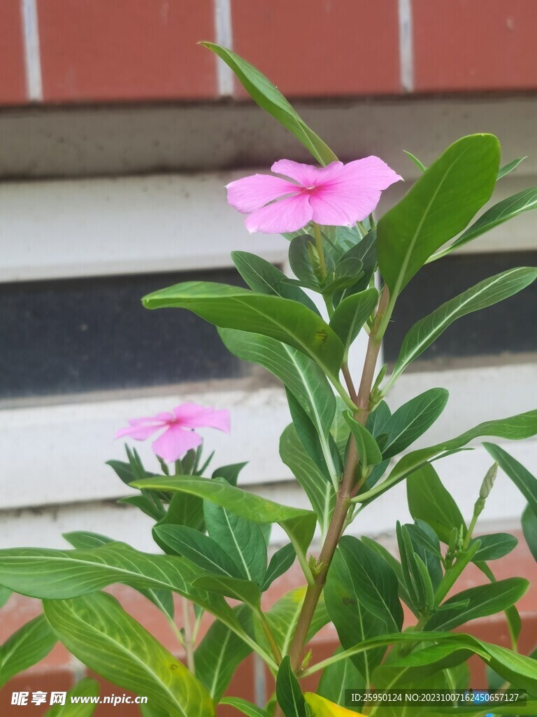 长春花