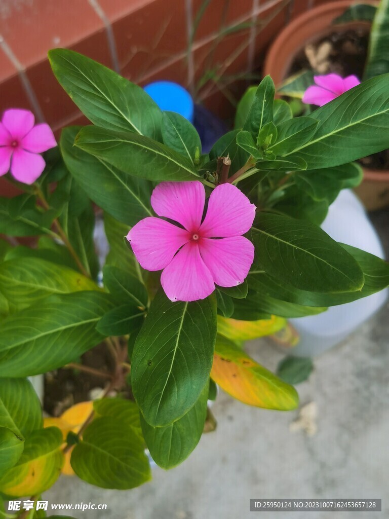 长春花