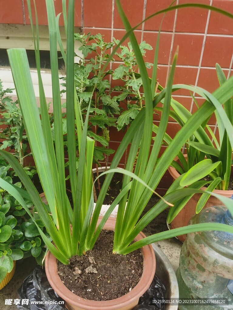 鸢尾