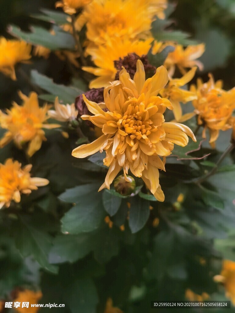 菊花