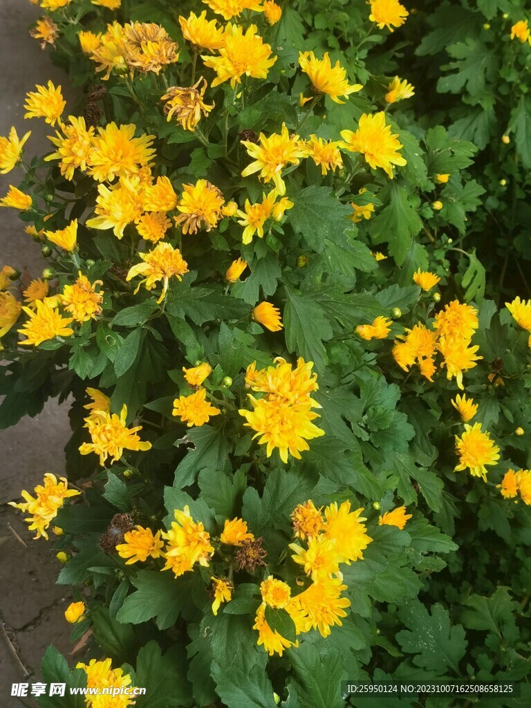 菊花