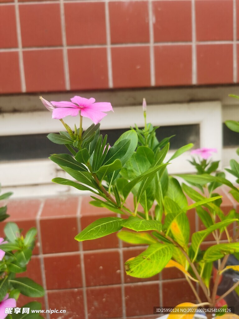 长春花