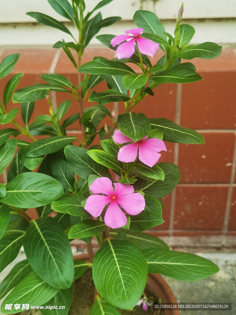 长春花