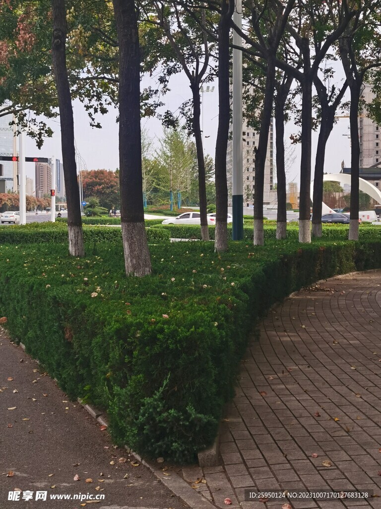 树杆