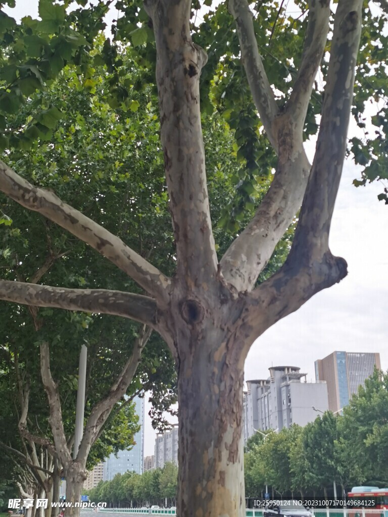 树杆