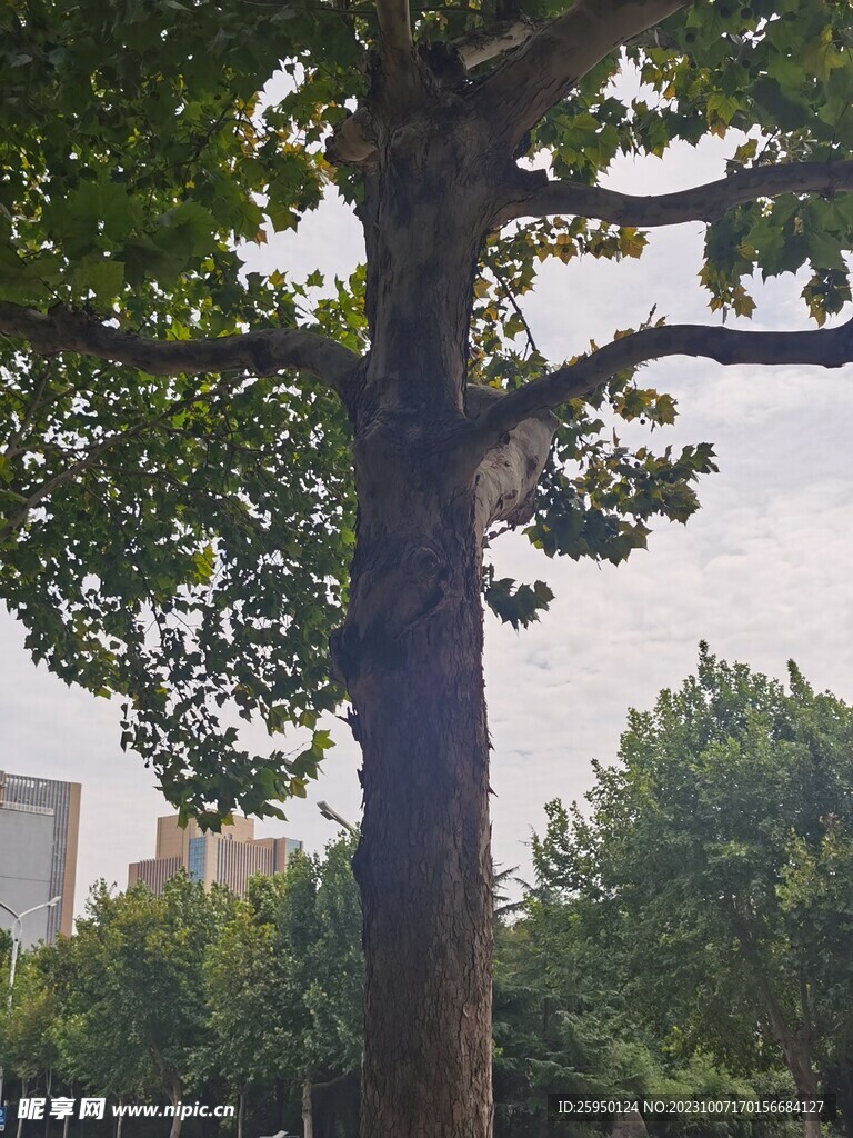 树杆