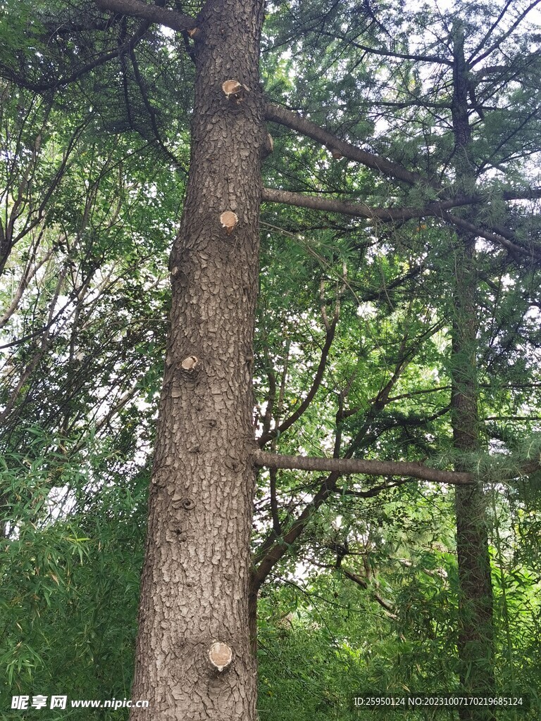 树杆