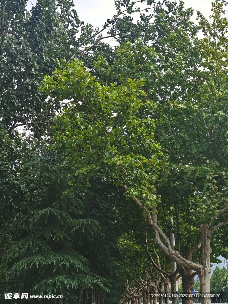 树杆