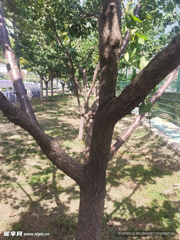 树杆