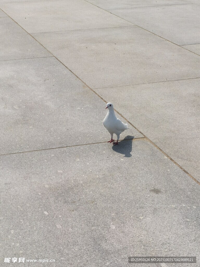 鸽子