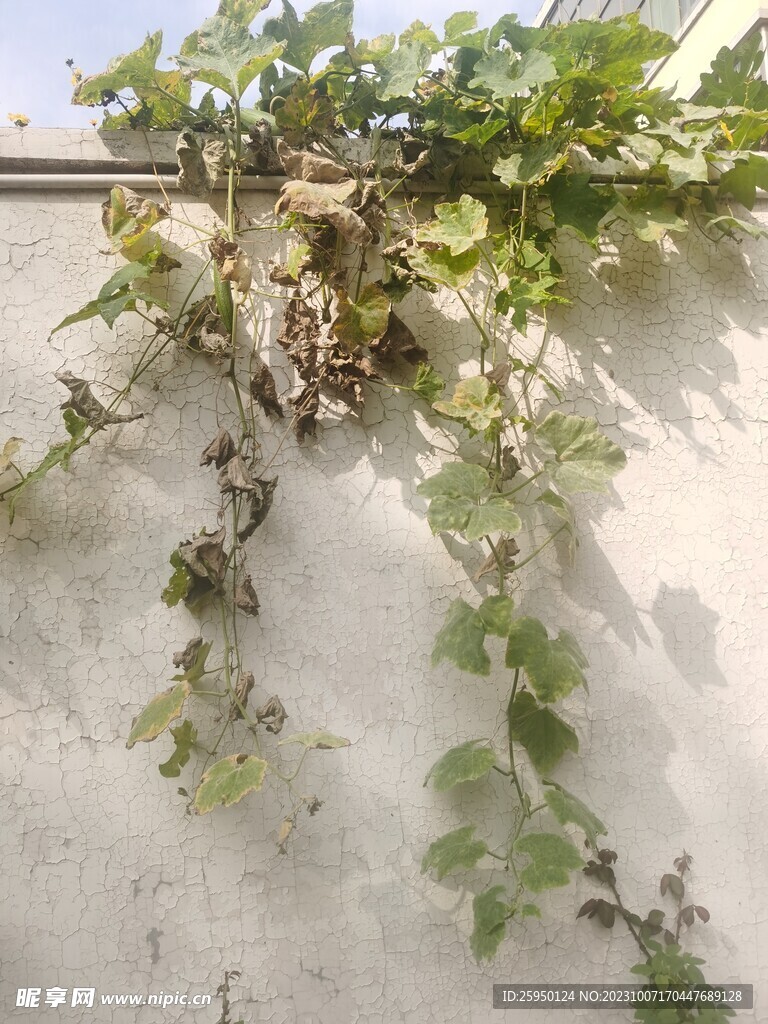 丝瓜