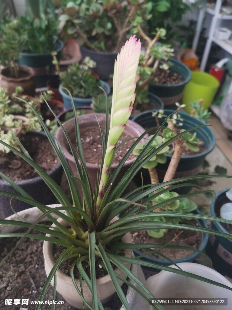 紫花凤梨