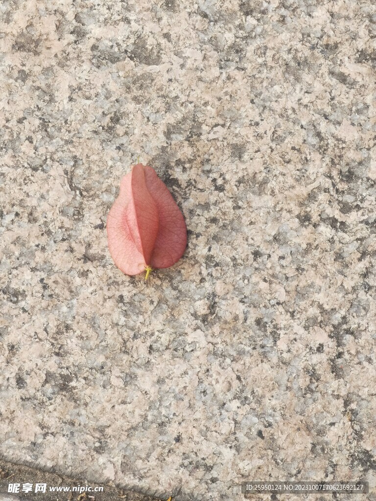 复羽叶栾树花