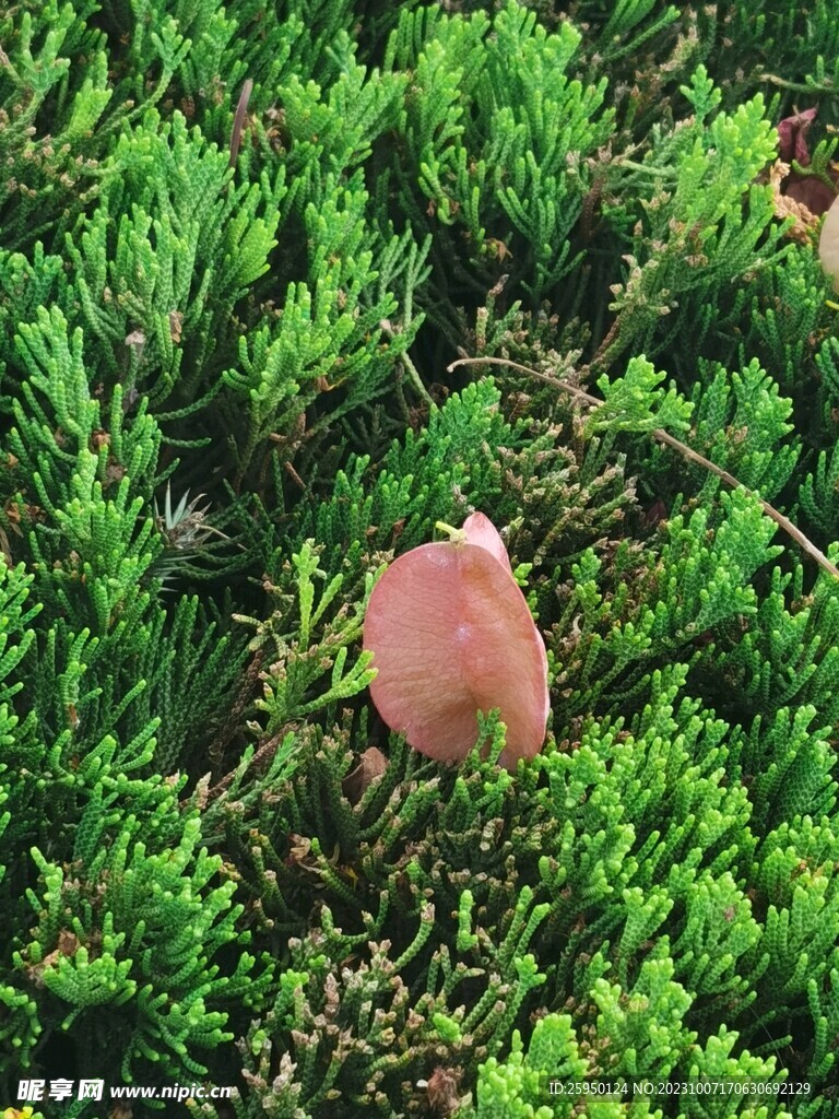 复羽叶栾树花