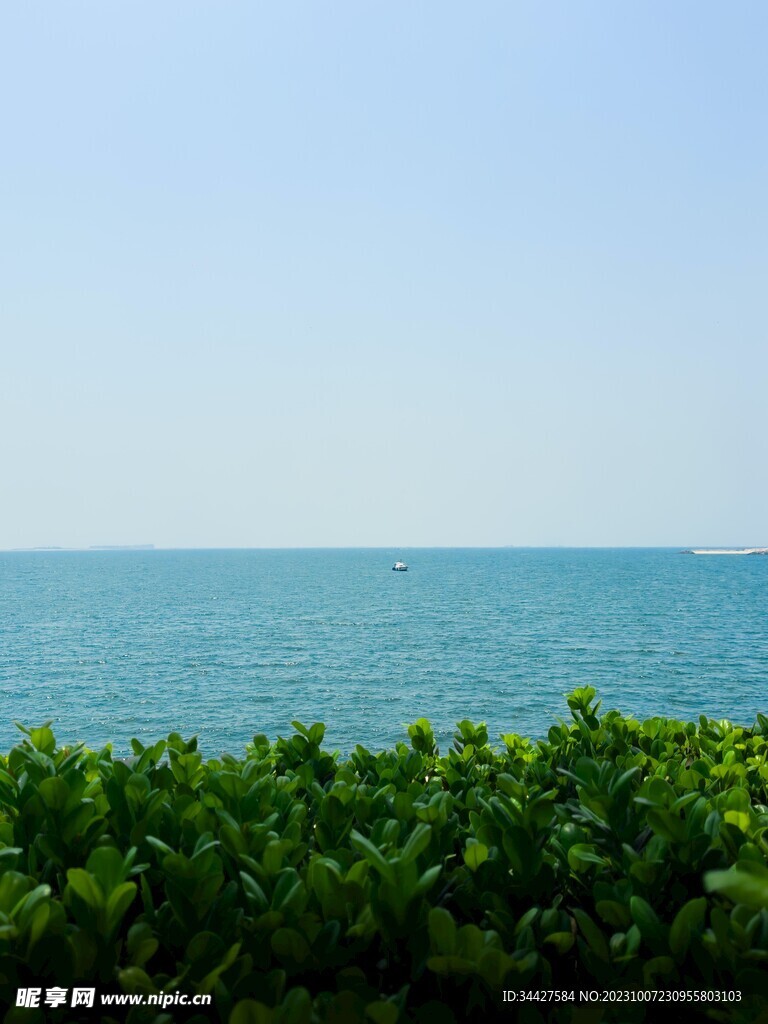 绿植和海景