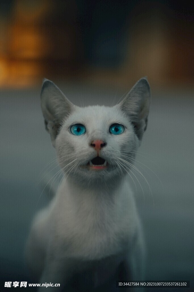 猫咪
