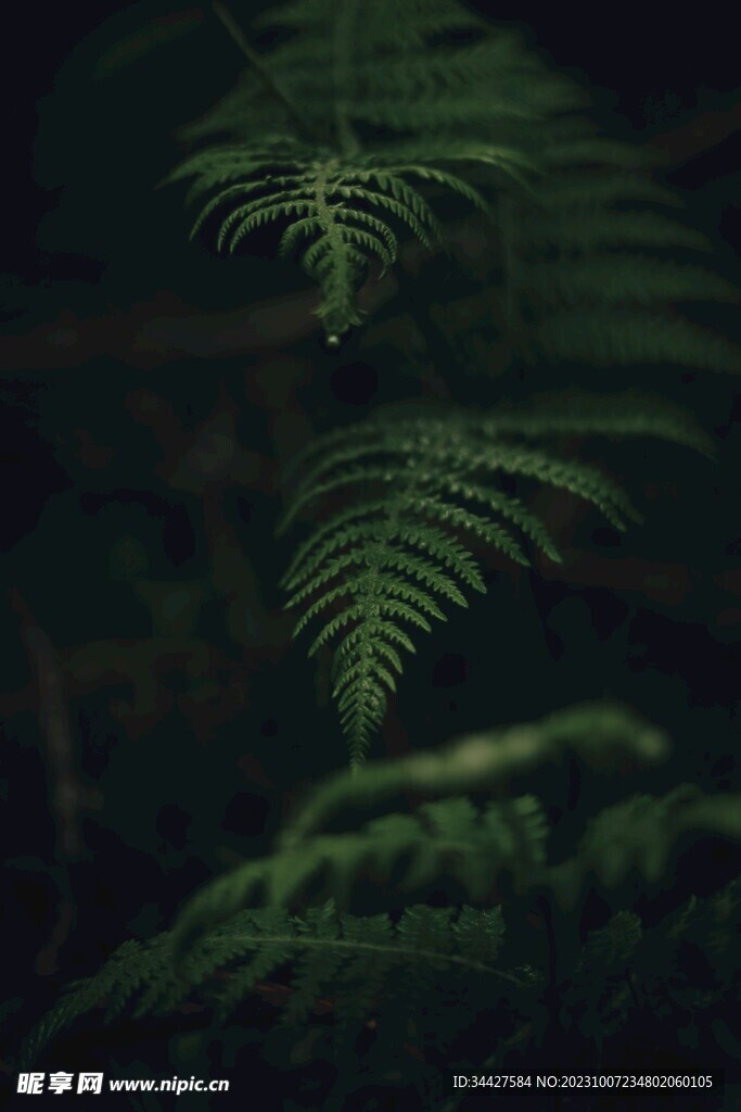 阙类植物叶子