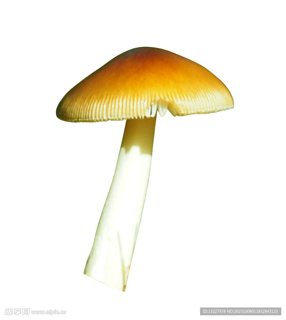 蘑菇