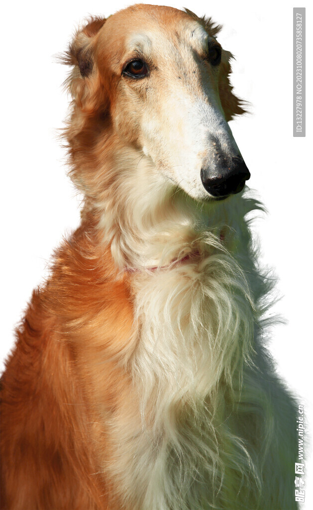 狗