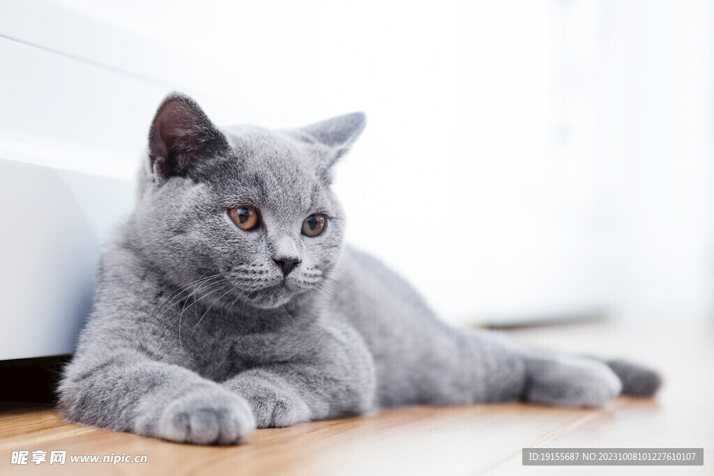 趴着的猫