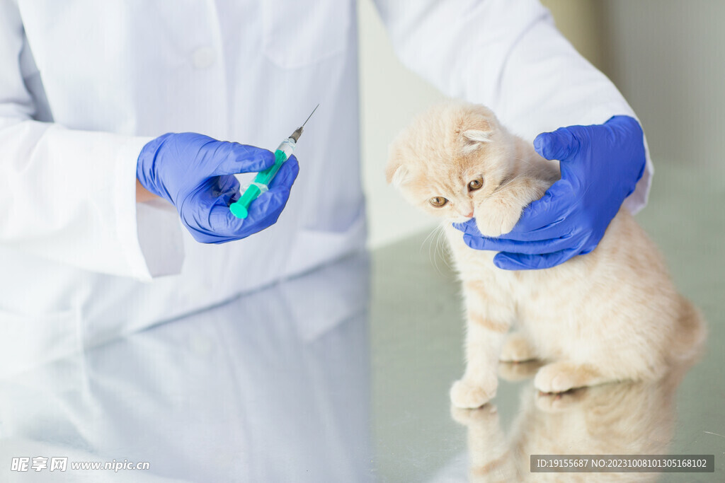 兽医给小猫打针