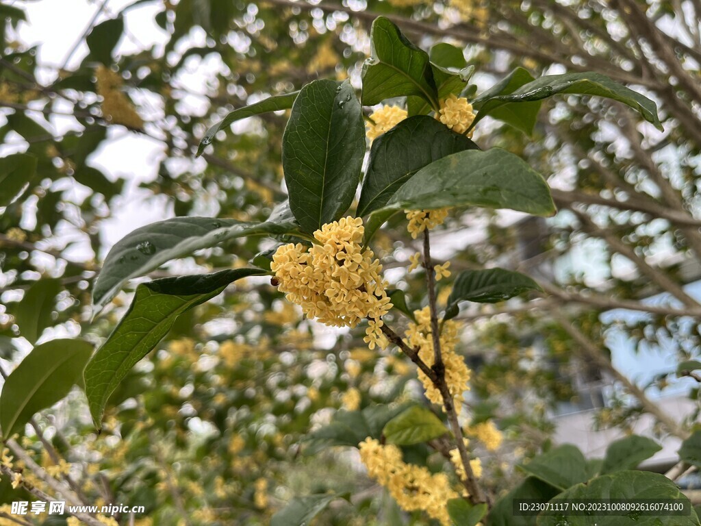桂花