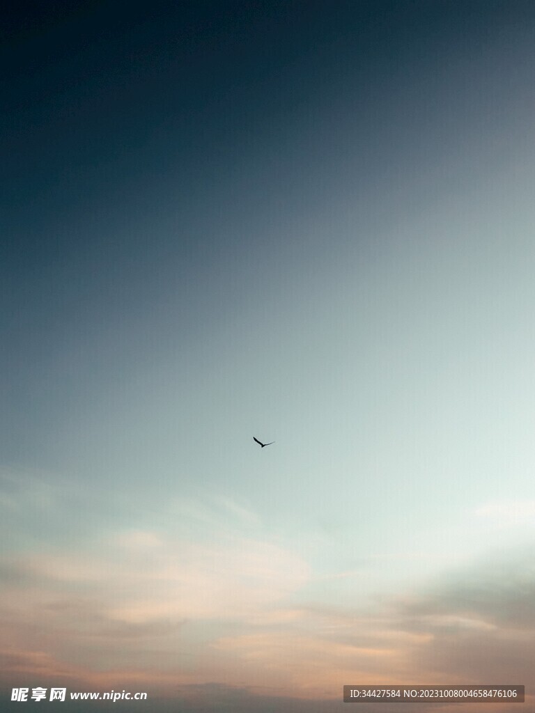 天空的飞鸟