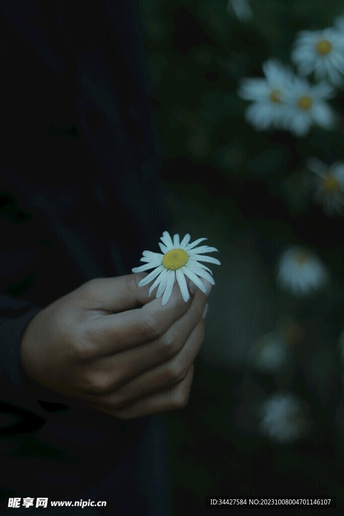 手上的雏菊