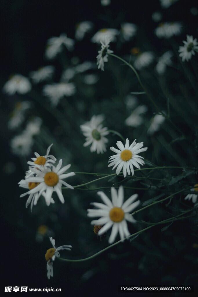 雏菊