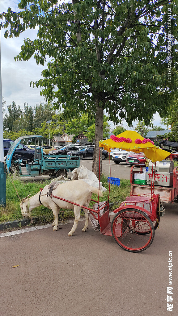 羊拉车