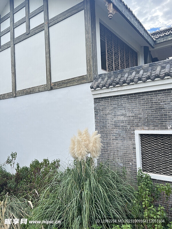 墙边芦苇
