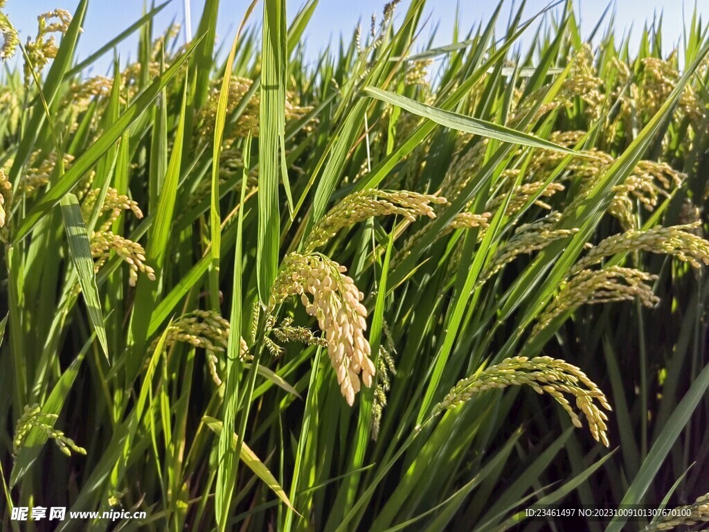 农田稻子水稻稻田稻花近景拍摄
