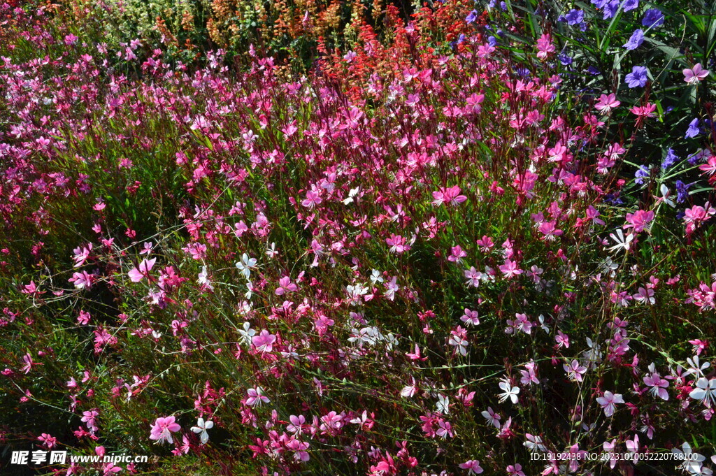 山桃草