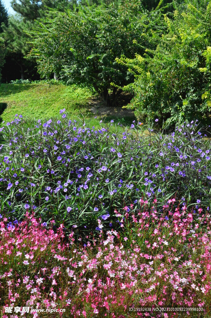 蓝花草 
