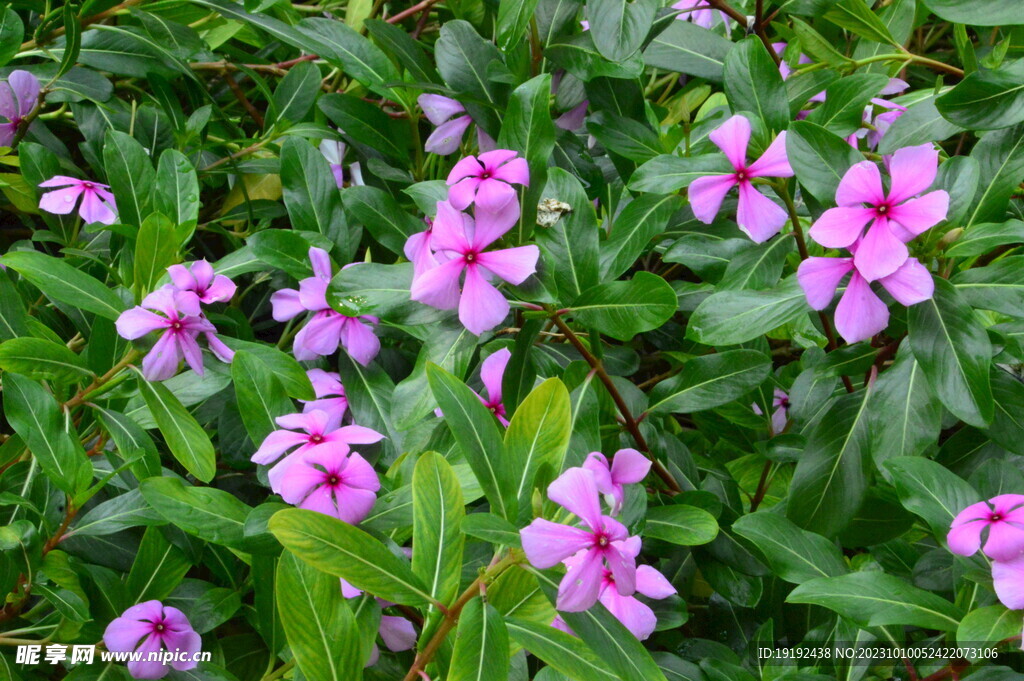 长春花 