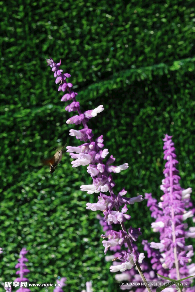 鼠尾草
