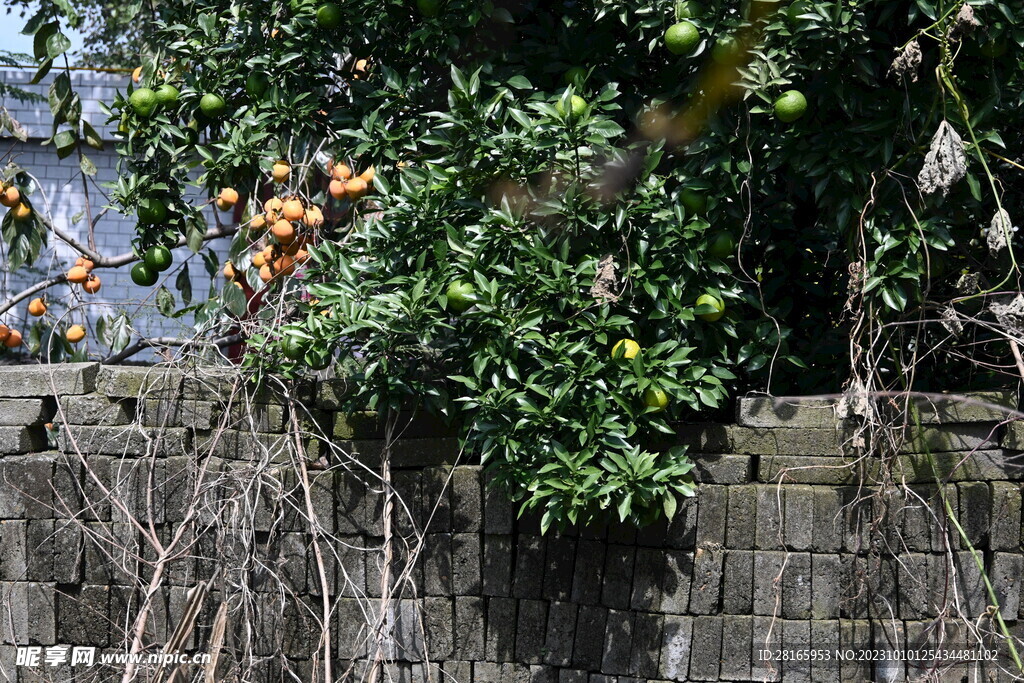 砖墙 橘子树 柿子树 青橘  
