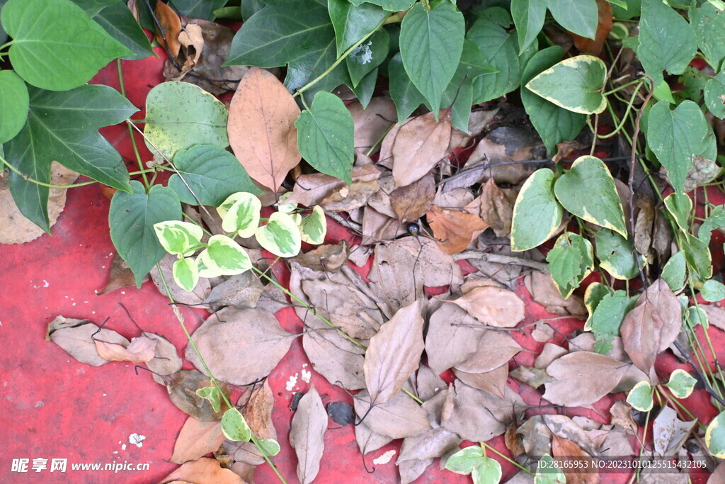 落叶 绿叶 红墙 情绪背景