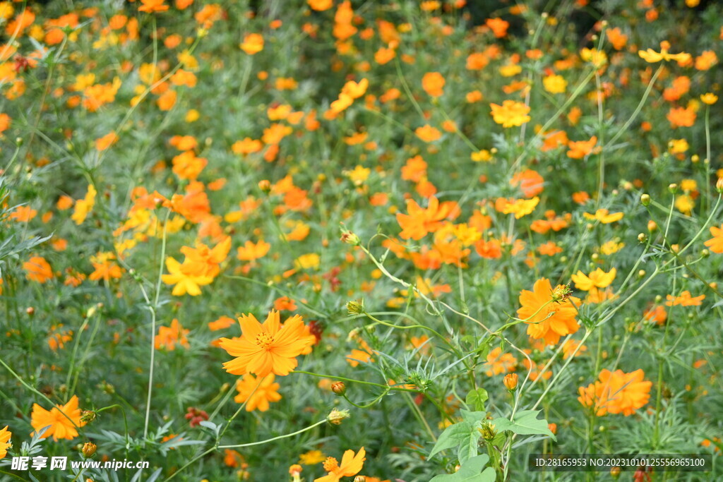 金鸡菊 黄色花朵 一片黄色花 